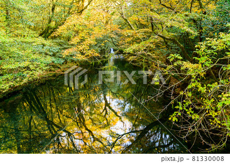 菊池渓谷「渓流の水面に映る 秋の滝景色と渓流・紅葉風景」紅葉百選・百景 日本2020年秋撮影 菊池渓谷「渓流の水面に映る 秋の滝景色と渓流・紅葉風景」紅葉百選・百景 日本2020年秋撮影 81330008