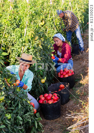 Hardworking farmers harvest ripe tomatoes, putting them in buckets 81330023