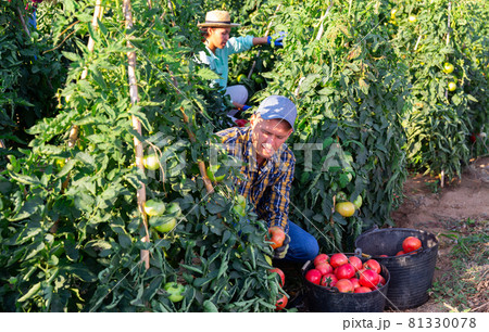 Mam and woman harvesting tomatoes Mam and woman harvesting tomatoes 81330078