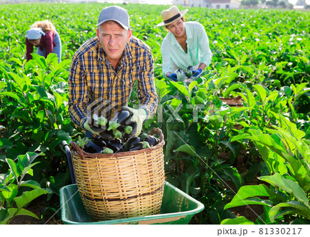 Three hardworking farmers harvest ripe eggplants Three hardworking farmers harvest ripe eggplants 81330217