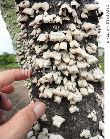広葉樹の枯れ木に群生する「ハカワラタケ」(やや乾燥した状態) 広葉樹の枯れ木に群生する「ハカワラタケ」(やや乾燥した状態) 81330331