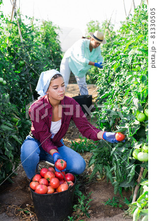 Women collecting ripe red tomatoes Women collecting ripe red tomatoes 81330505