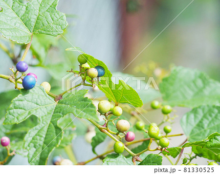 野生の野葡萄 81330525