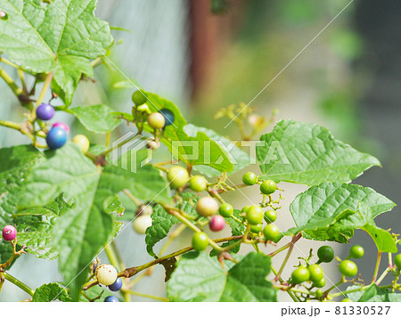 野生の野葡萄 野生の野葡萄 81330527