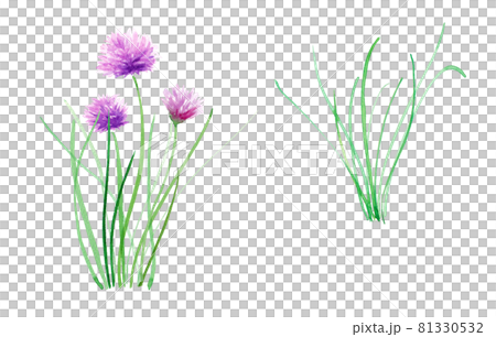 ハーブ：チャイブの葉と花の水彩イラスト。ベクターデータ。 81330532
