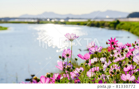コスモスの花「秋の景色・河川敷に咲く美しい花」日本2020年秋撮影 コスモスの花「秋の景色・河川敷に咲く美しい花」日本2020年秋撮影 81330772