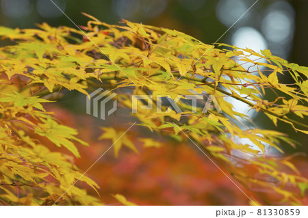 広島県三原佛通寺の紅葉　木漏れ日の紅葉 81330859