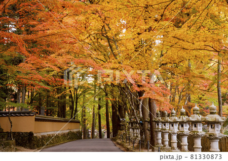 広島県三原佛通寺　参道の紅葉のトンネル 81330873