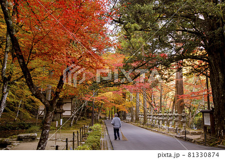 広島県三原佛通寺　参道の紅葉のトンネル 81330874