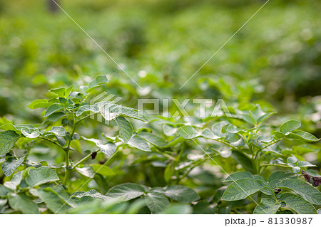 Rows of potatoes in the home garden. Preparation for harvesting. potato plants in rows on a kitchen garden farm springtime with sunshine. Green field of potato crops in a row. Growing of potato. 81330987
