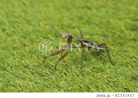 威嚇するかのようにカメラを睨むカマキリ 威嚇するかのようにカメラを睨むカマキリ 81331437