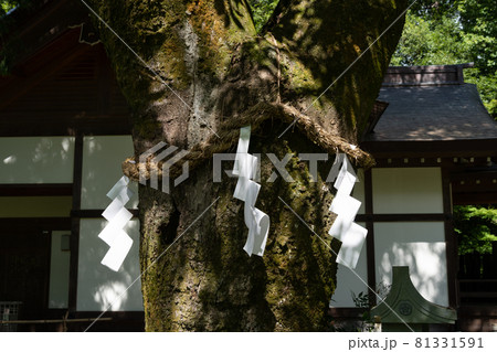 【山梨県】 武田神社 【山梨県】 武田神社 81331591