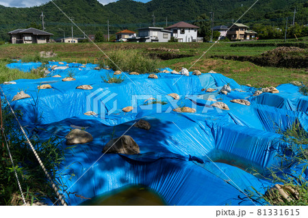 【山梨県】　武田神社 81331615