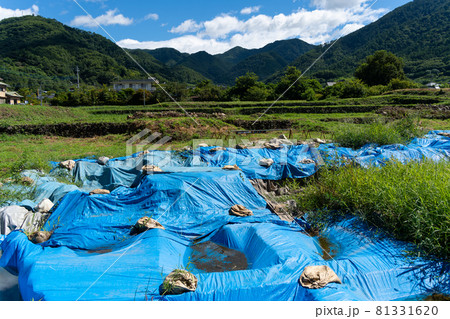 【山梨県】 武田神社 【山梨県】 武田神社 81331620