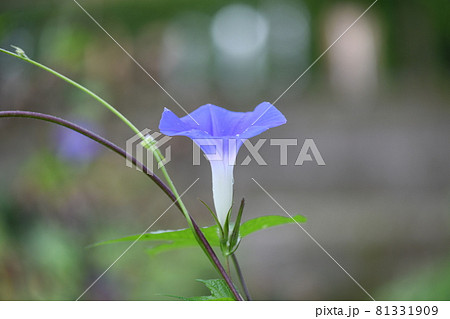 一輪のアサガオ(朝顔) 一輪のアサガオ(朝顔) 81331909
