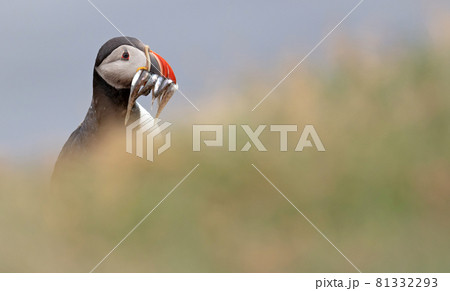 Puffin with sandeels on Iceland Puffin with sandeels on Iceland 81332293
