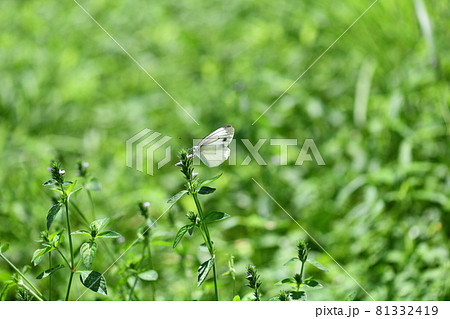 夏のスジグロシロチョウ(筋黒白蝶) 夏のスジグロシロチョウ(筋黒白蝶) 81332419