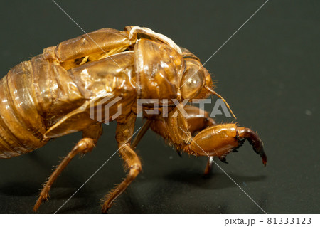 ミンミンゼミの抜け殻 ミンミンゼミの抜け殻 81333123