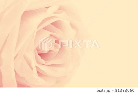 Pink rose close-up with empty space for design as floral background. Soft focus. For love or wedding concept 81333660