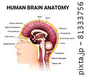 the location of the brain in the man head 81333756
