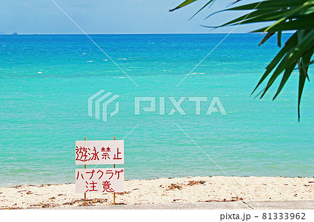 沖縄　美しい海 81333962