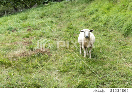 Sheep on a grass meadow close up. Copy space Sheep on a grass meadow close up. Copy space 81334863