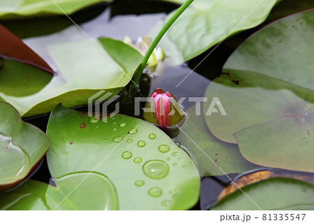 蓮 修練 花 81335547