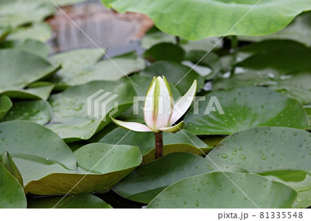 蓮 修練 花 81335548