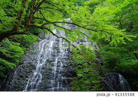 龍双ヶ滝 日本の滝100選 福井県今立郡池田町 龍双ヶ滝 日本の滝100選 福井県今立郡池田町 81335588