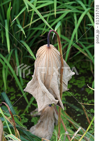 葉 蓮 花 81335788