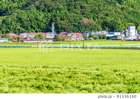 (静岡県)伊豆丹那 稲穂が垂れ始めた水田と酪農王国オラッチェ (静岡県)伊豆丹那 稲穂が垂れ始めた水田と酪農王国オラッチェ 81336160