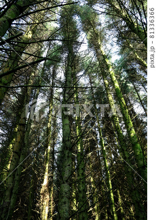 Vertical View of Pine Trees in a Sunlit Forest in Summer Vertical View of Pine Trees in a Sunlit Forest in Summer 81336366