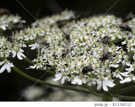 fly on white flower macro 81336512