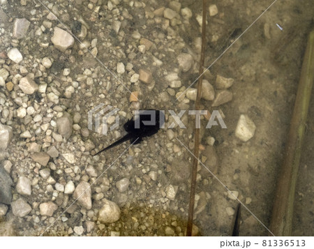 frog tadpole in a swamp 81336513