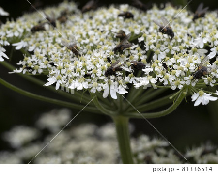 fly on white flower macro 81336514