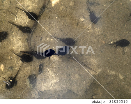 frog tadpole in a swamp frog tadpole in a swamp 81336516