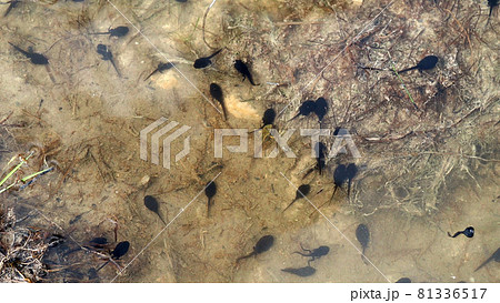 frog tadpole in a swamp 81336517