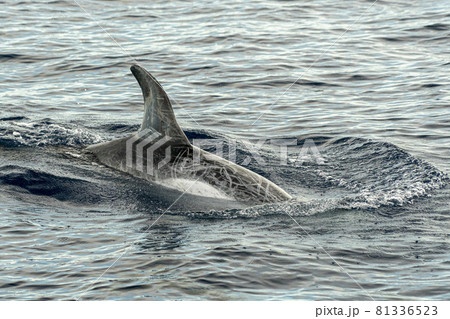 Risso Dolphin Grampus in Mediterranean 81336523