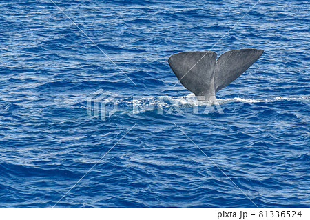 tail of Sperm Whale at sunset while diving 81336524