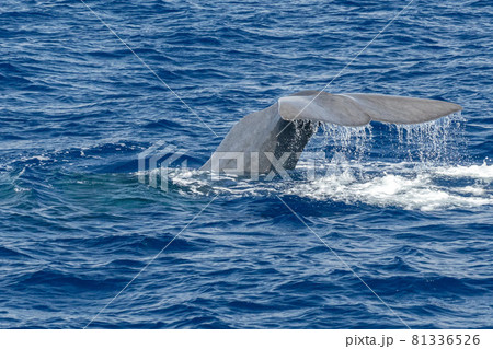 tail of Sperm Whale at sunset while diving 81336526