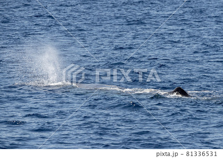 blow of Sperm Whale at sunset while blowing breath 81336531