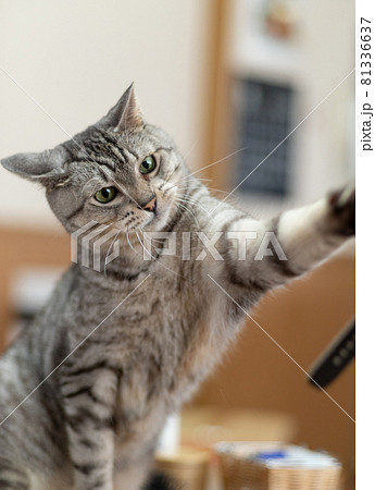 猫パンチ　サバトラ猫 81336637