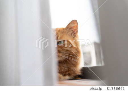 窓辺でくつろぐ猫 茶トラ猫 窓辺でくつろぐ猫 茶トラ猫 81336641