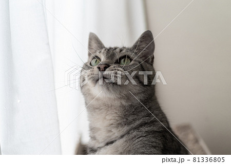 上が気になる猫 サバトラ猫 上が気になる猫 サバトラ猫 81336805