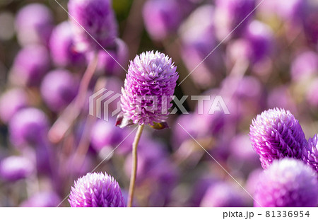 ピンクのお花畑 千日紅の写真素材 ピンクのお花畑 千日紅の写真素材