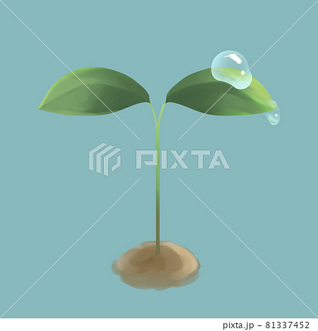 双葉のイラストのイラスト素材