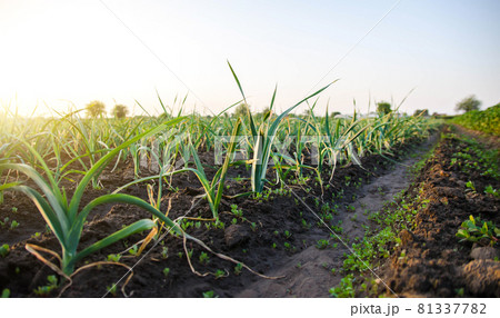 Leek plantation in a farm field. Industrial cultivation and food production. Agriculture landscape. Agroindustry. Growing vegetables outdoors on open ground. Farming and horticulture. Leek plantation in a farm field. Industrial cultivation and food production. Agriculture landscape. Agroindustry. Growing vegetables outdoors on open ground. Farming and horticulture. 81337782