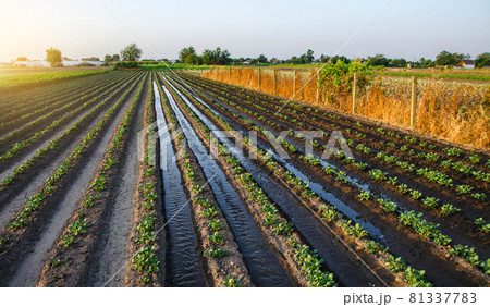 Watering the potato plantation. Water flows between rows of potato plants. Surface irrigation of crops. European farming. Agronomy. Moistening. Agriculture and agribusiness. Evening countryside Watering the potato plantation. Water flows between rows of potato plants. Surface irrigation of crops. European farming. Agronomy. Moistening. Agriculture and agribusiness. Evening countryside 81337783