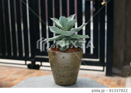 Agave Agave 81337822