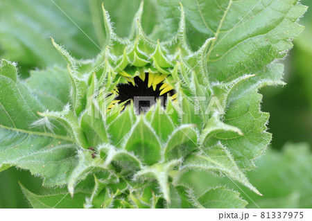 開花前のヒマワリ 81337975